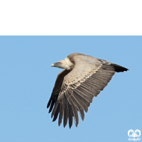 گونه کرکس Eurasian Griffon Vulture